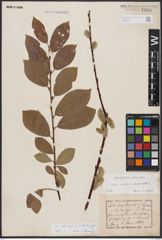 Foto von Salix caprea L. x Salix daphnoides Vill.